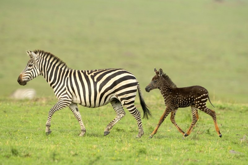 Masai Mara Zebra