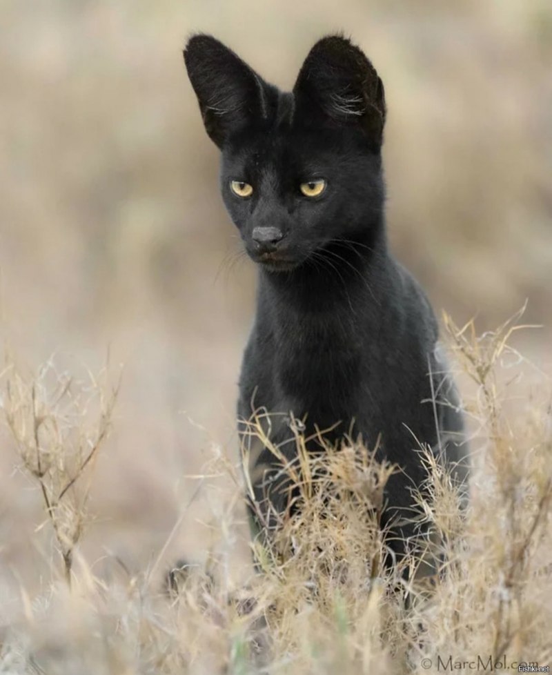 Каракум кошка