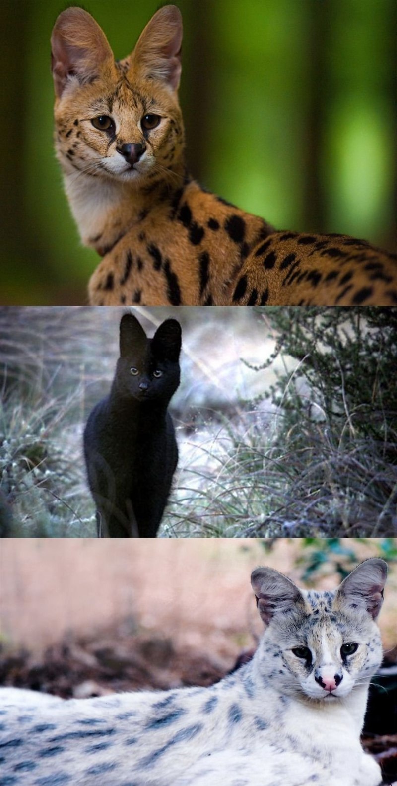 Степная кошка каракал