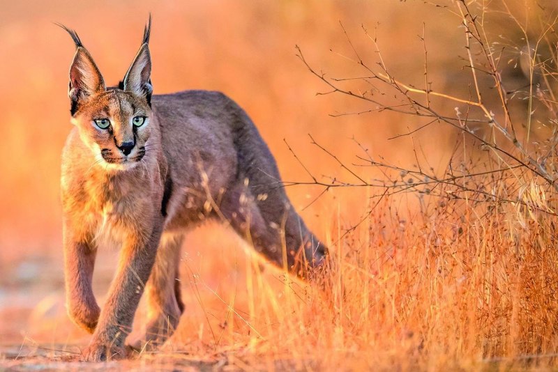 Степной кот каракал