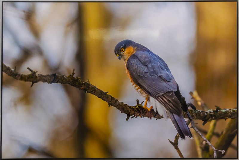 Accipiter nisus перепелятник
