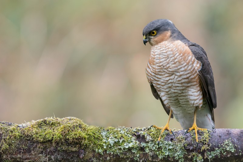 Accipiter nisus перепелятник