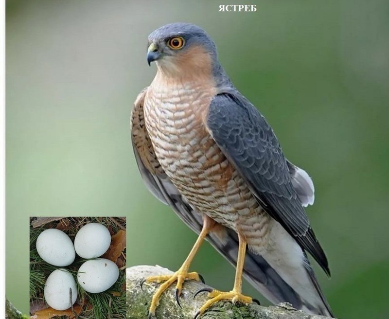 Ястреб-перепелятник (Accipiter nisus)