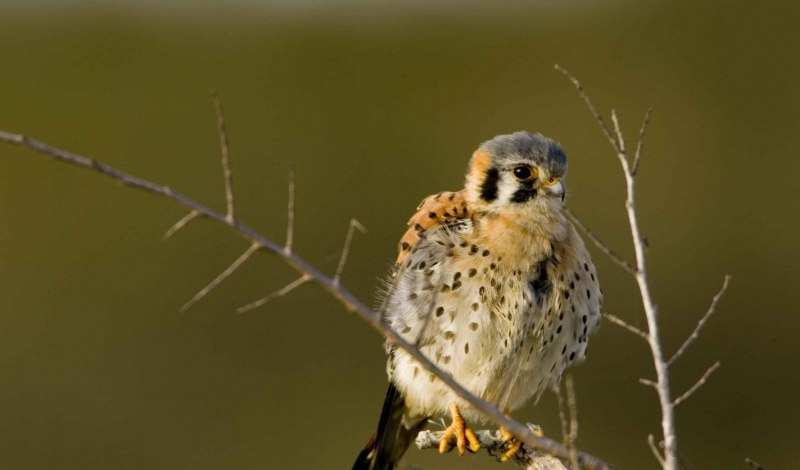 Falco sparverius