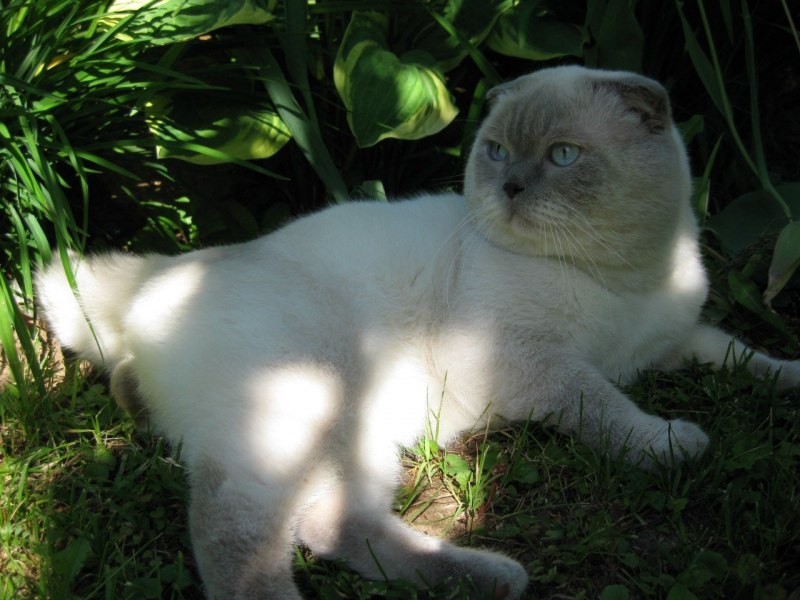 Черная кошка морда