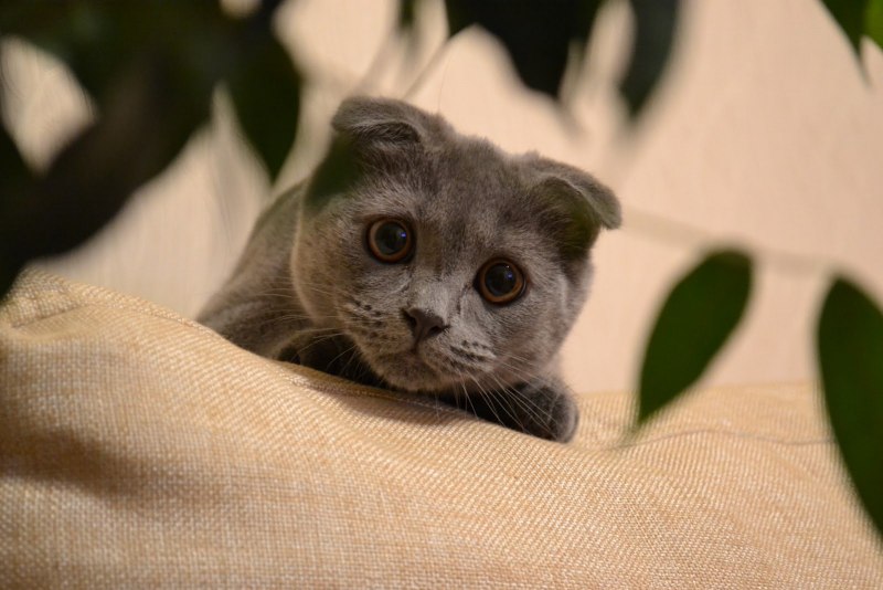 Тайский кот Блю Пойнт
