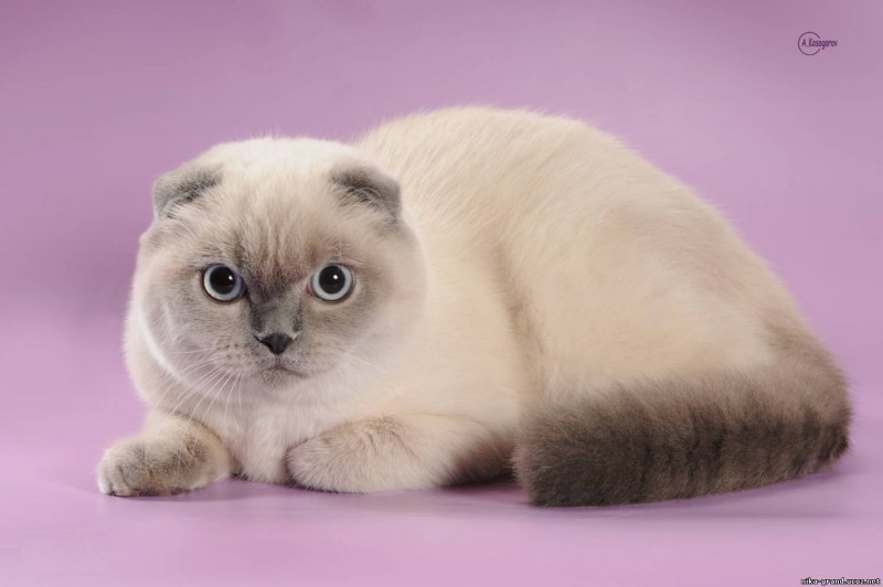 Тайская вислоухая кошка