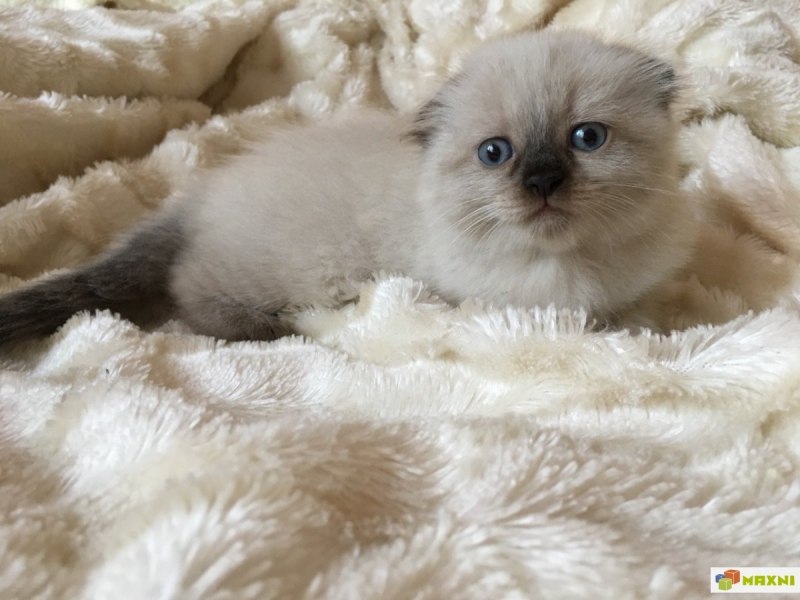Скоттиш фолд белый