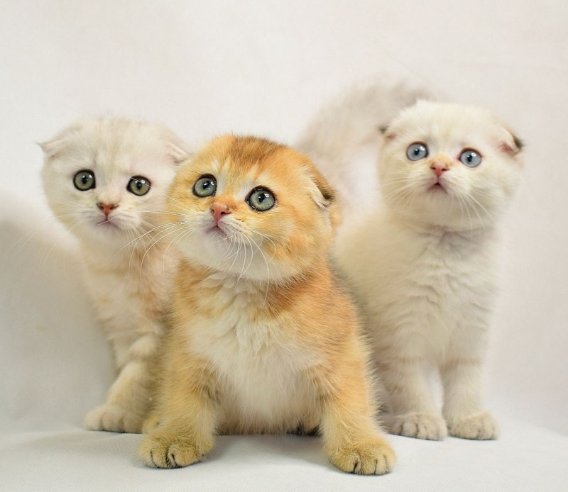 Кошка Алиса Шотландская вислоухая