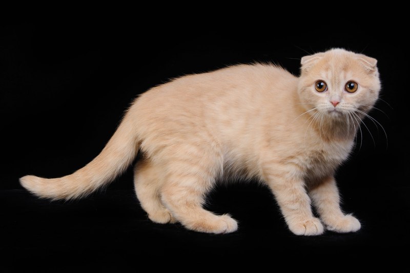 Сиамские котята в корзинке