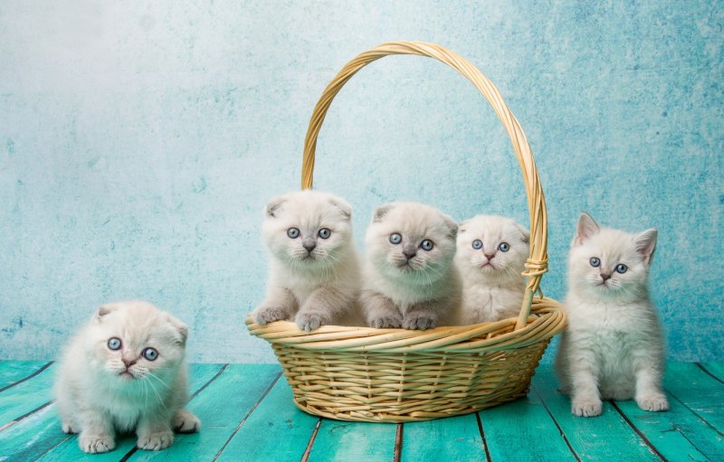 Тайская кошка
