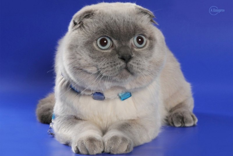 Шотландская вислоухая кошка