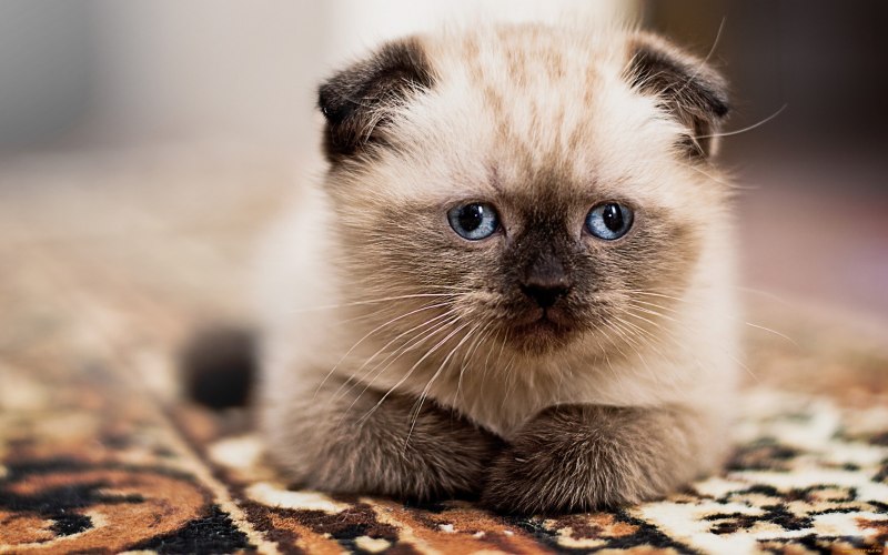 Сиамская вислоухая кошка серая