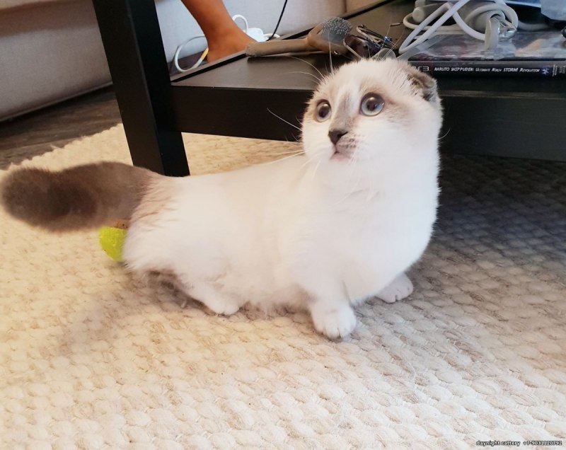 Scottish Fold Siam