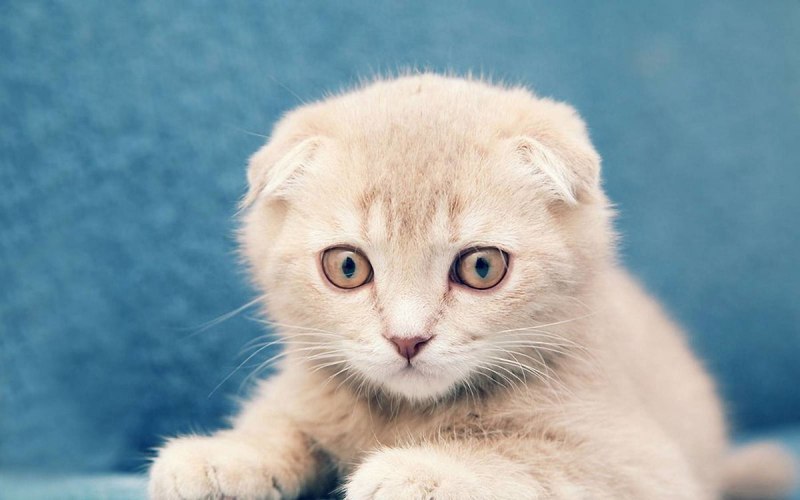Сиамская вислоухая кошка фото