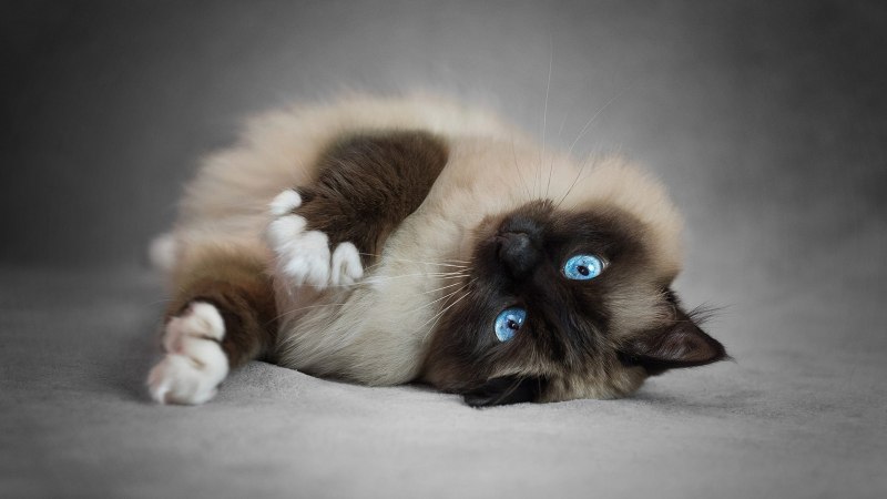 Скоттиш фолд