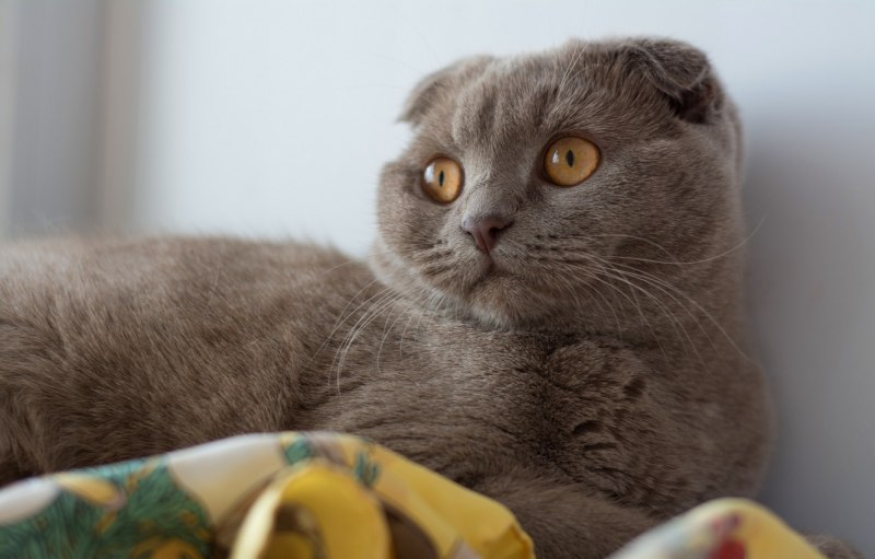 Алмазная мозаика сиамский кот
