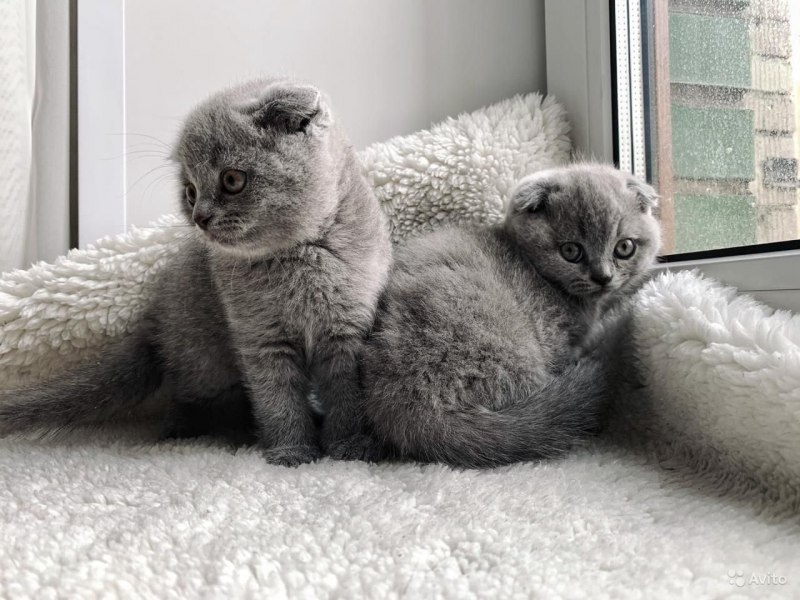 Сиамские вислоухие котята