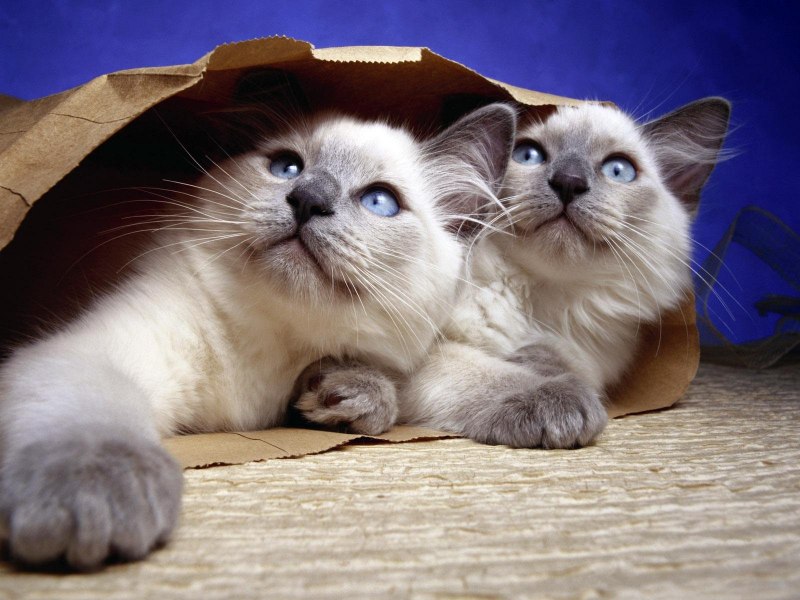 Балинезийская кошка котенок