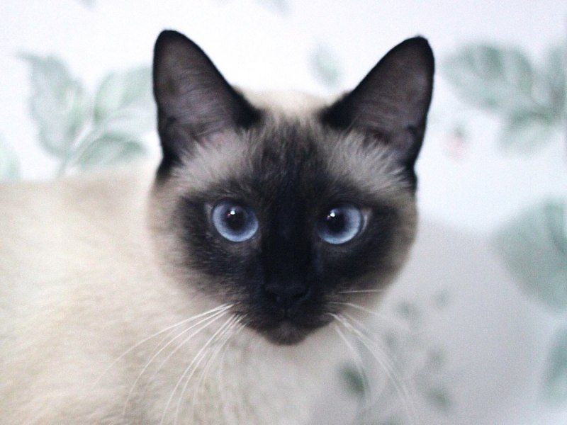 Сиамская вислоухая кошка