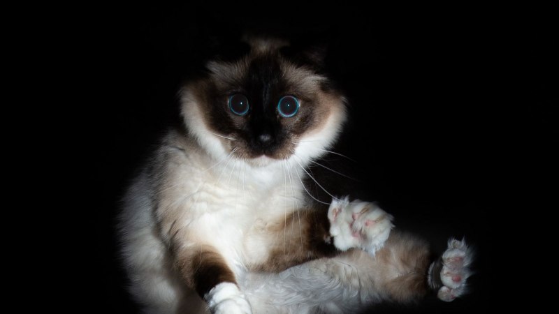 Сиамская и тайская кошка