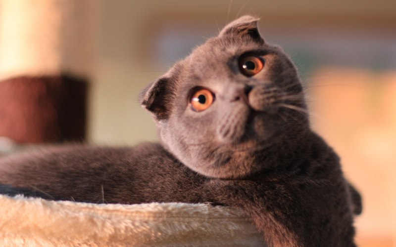 Сиамская кошка злится