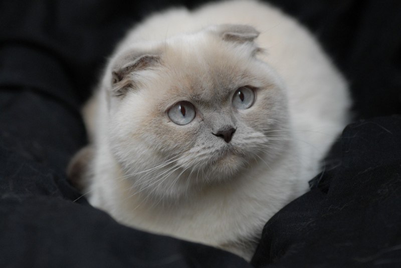 Кот похожий на сиамского