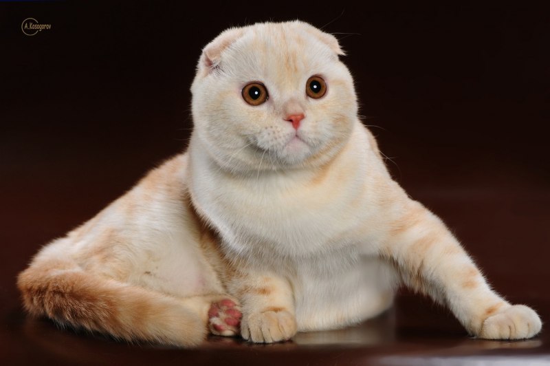 Сиамская кошка котенок
