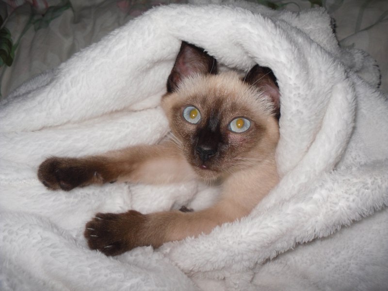 Обои британский котенок