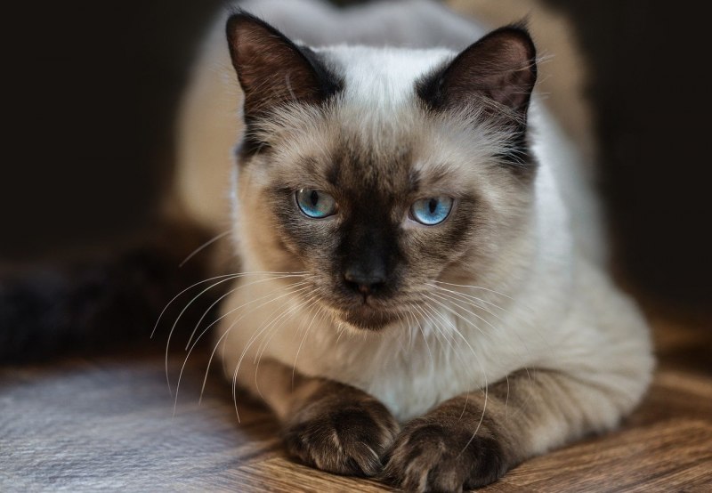 Сиамская вислоухая кошка