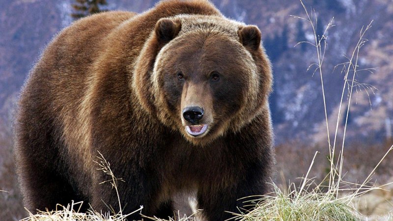 Гризли Северной Америки