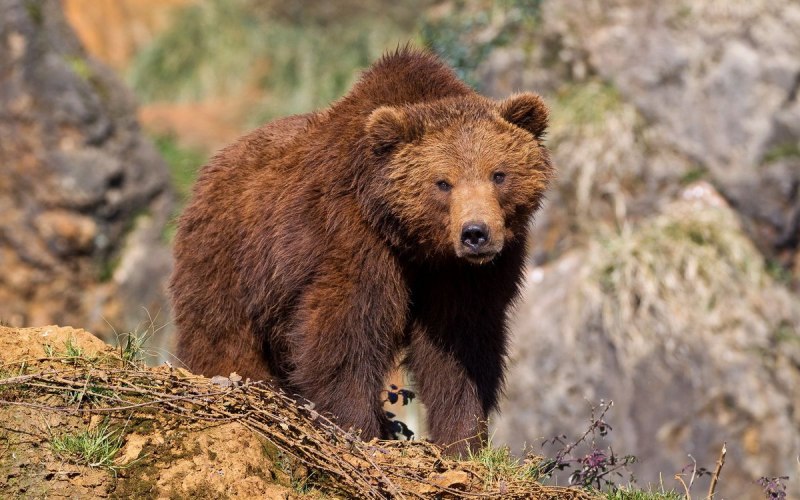 Северная Америка медведь Гризли