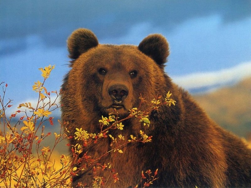 Медведь Гризли