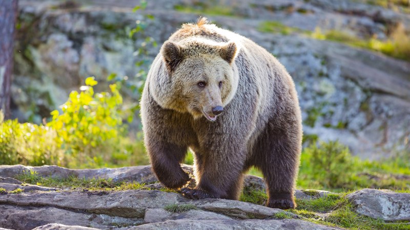 Бурый медведь (Ursus arctos)