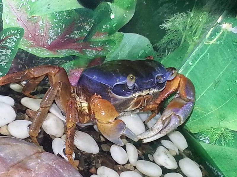 Gecarcinus lateralis