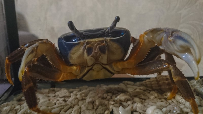 Краб после линьки