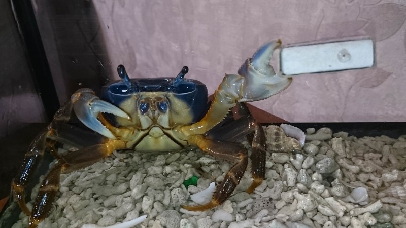 Крабы Geosesarma