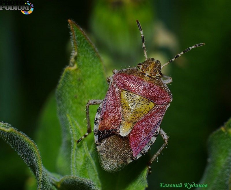 Клоп ягодный Dolycoris baccarum
