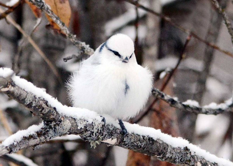 Белая лазоревка