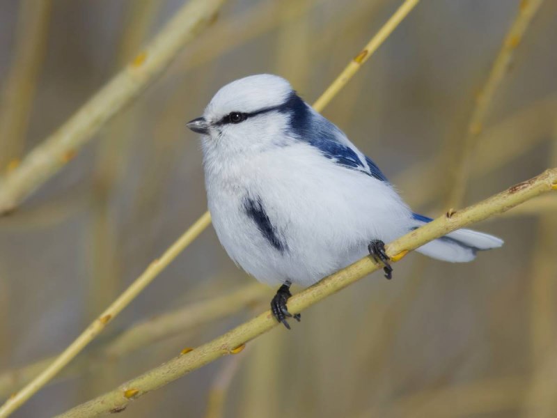 Белая лазоревка (Parus cyanus)