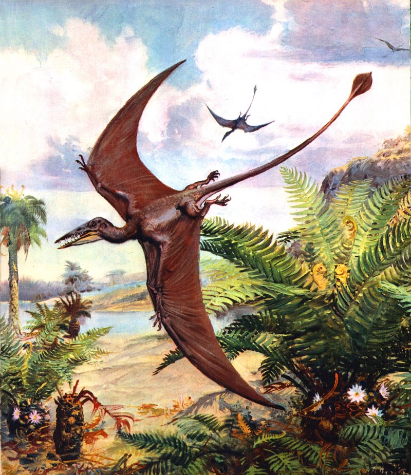 Динозавр птерозавр (65 фото)