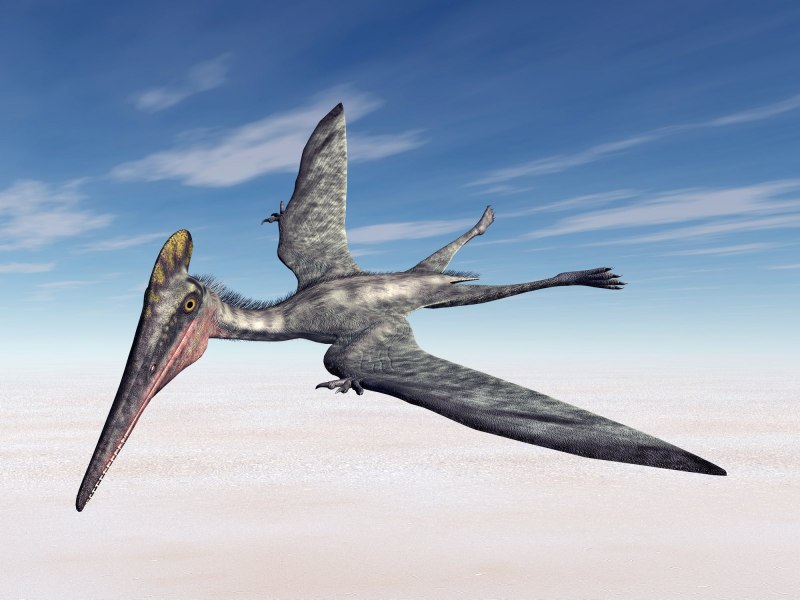 Tupandactylus navigans