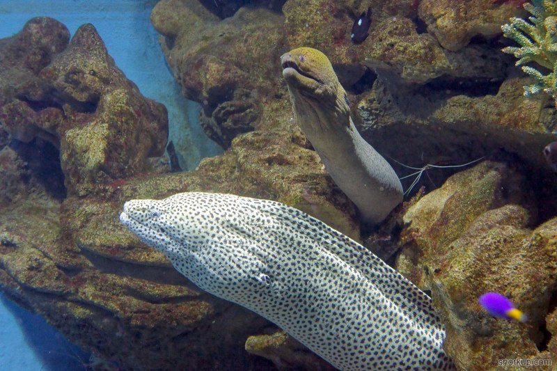 Гигантская мурена Gymnothorax