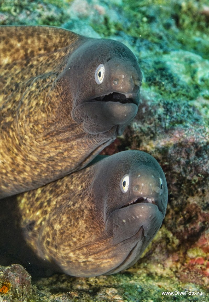 Гигантская мурена Gymnothorax