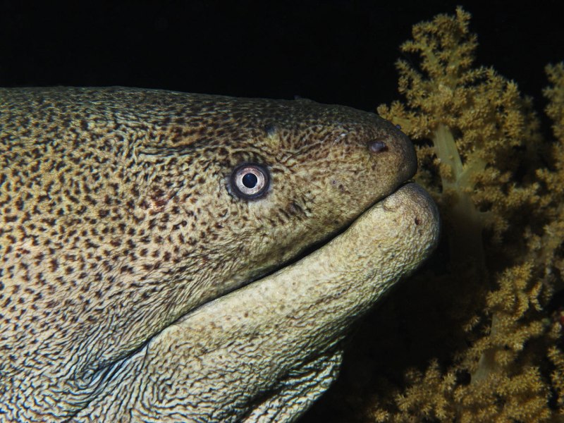Морская змея (Sea Snake)