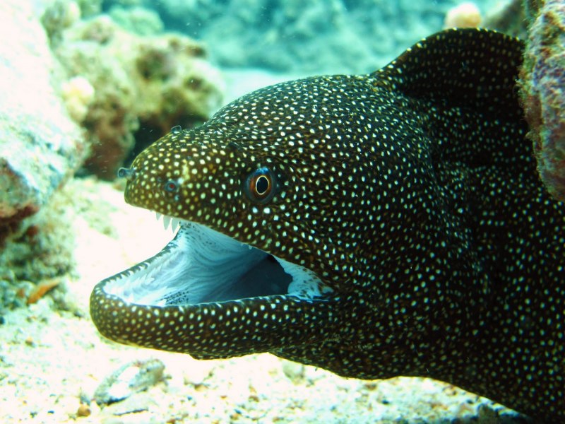 Muraena Pavonina