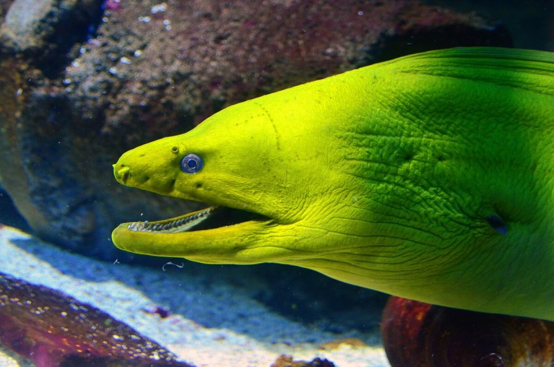 Гигантская мурена Gymnothorax