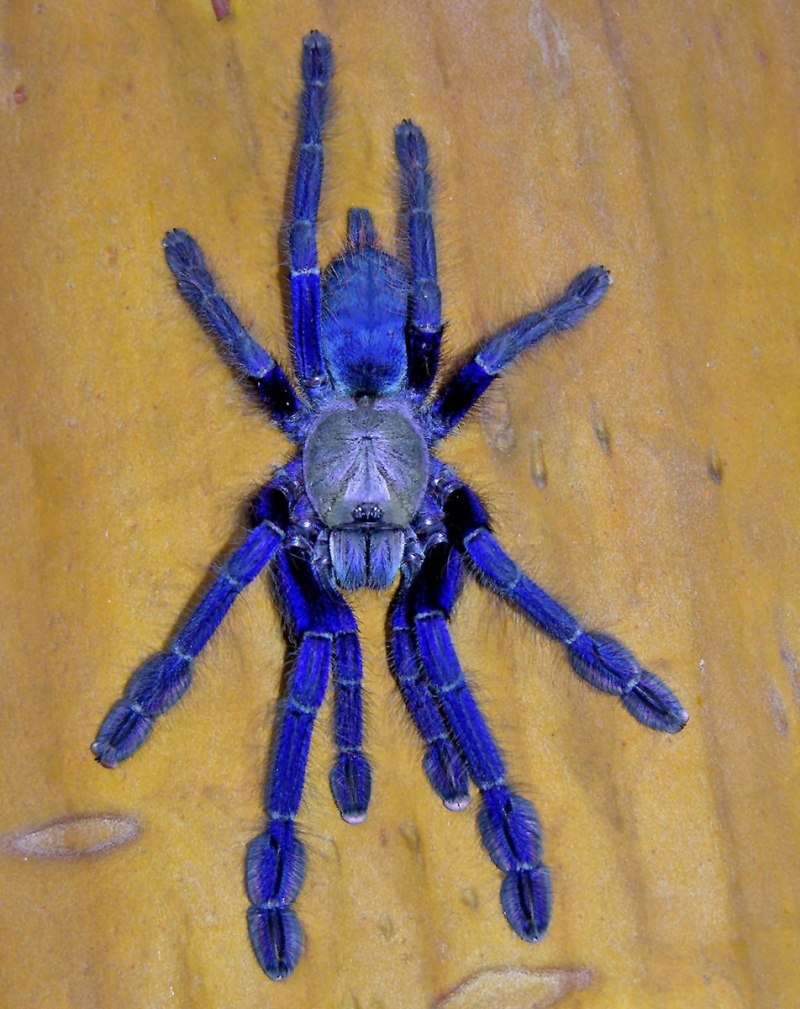 Cyriopagopus SP. Blue