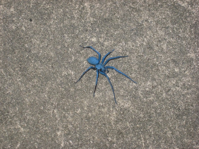 Pamphobeteus platyomma самка
