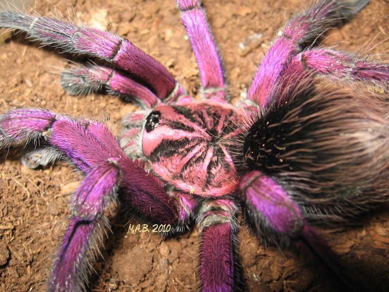Паук Pamphobeteus